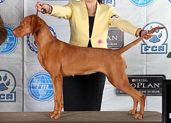 Vizsla hot sale nationals 2019